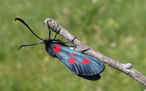 Réf. 244 584 : Zygaena sp.